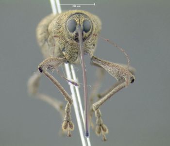 Media type: image;   Entomology 603216 Aspect: head frontal view